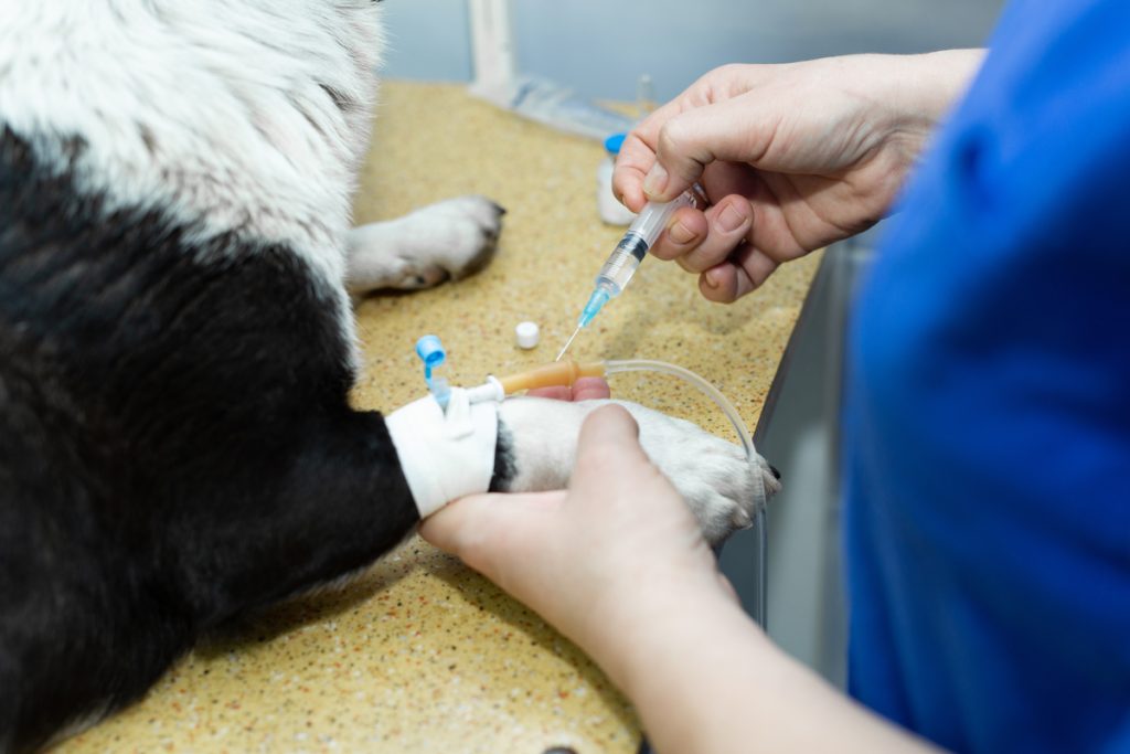 close up veterinarian giving an injection to a dog at hospital
