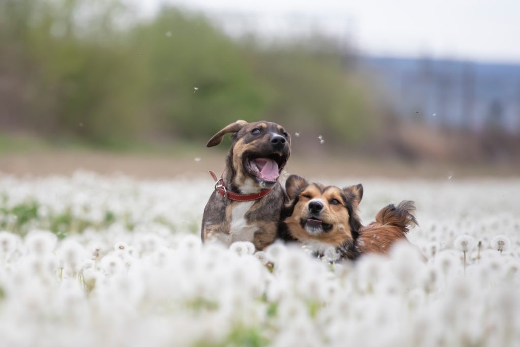 dogs in magic dandelion meadow.