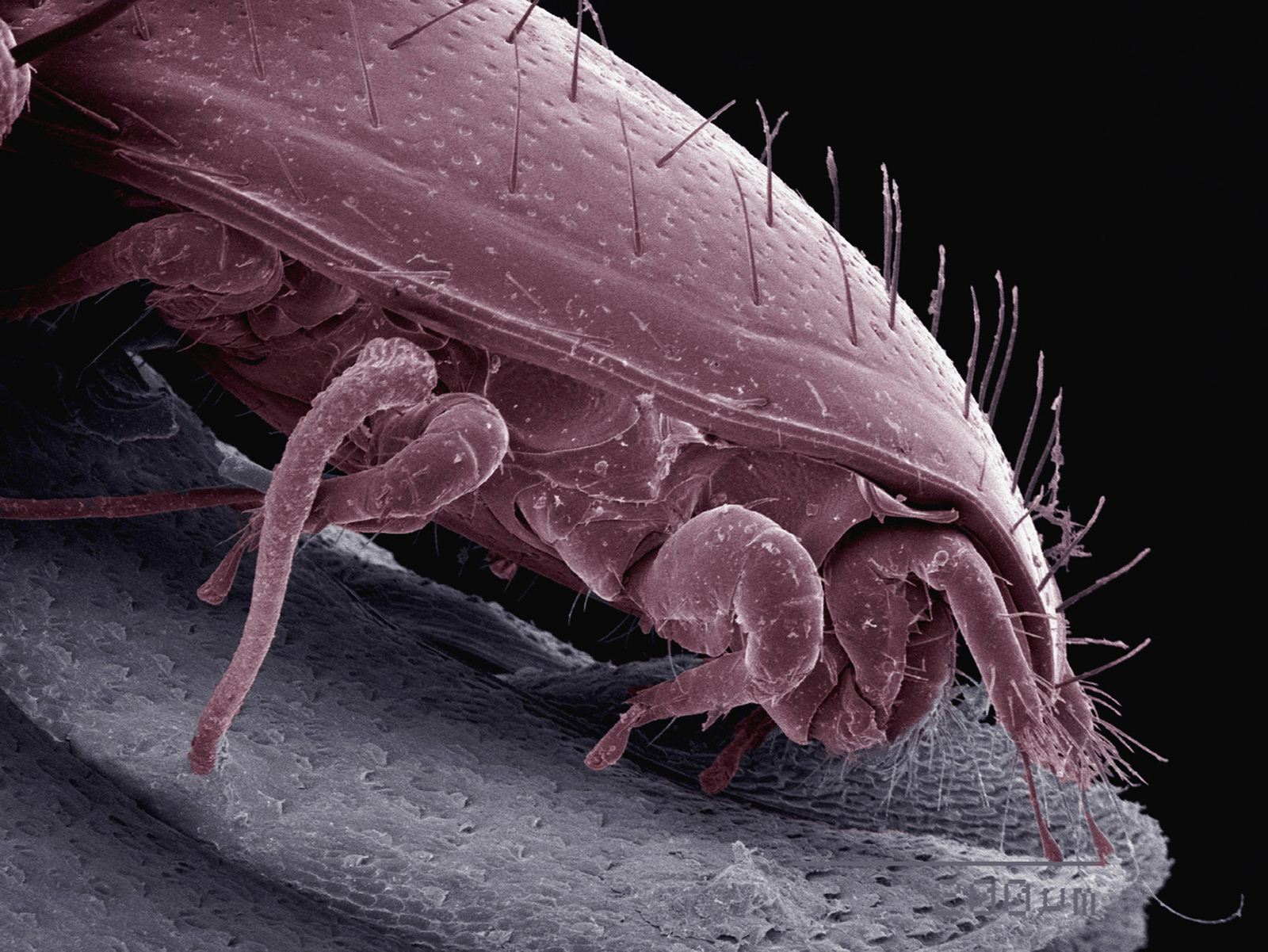 Mites on back of pillbug