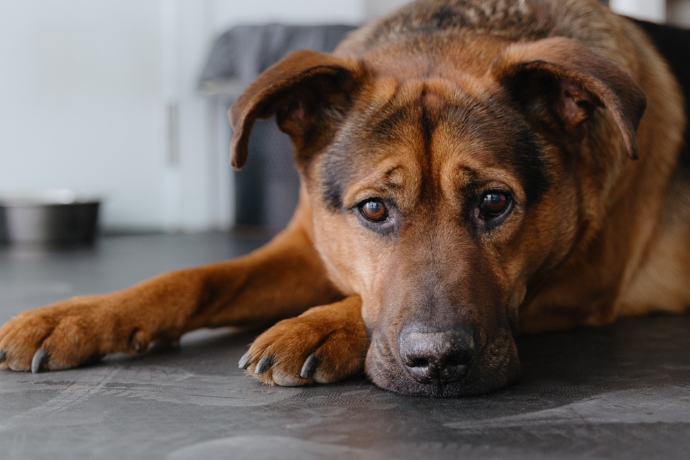 portrait of a shepherd dog in a veterinary clinic.