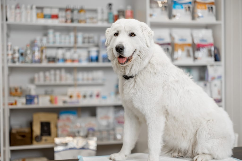 a portrait of big white sheepdog sitting on reception